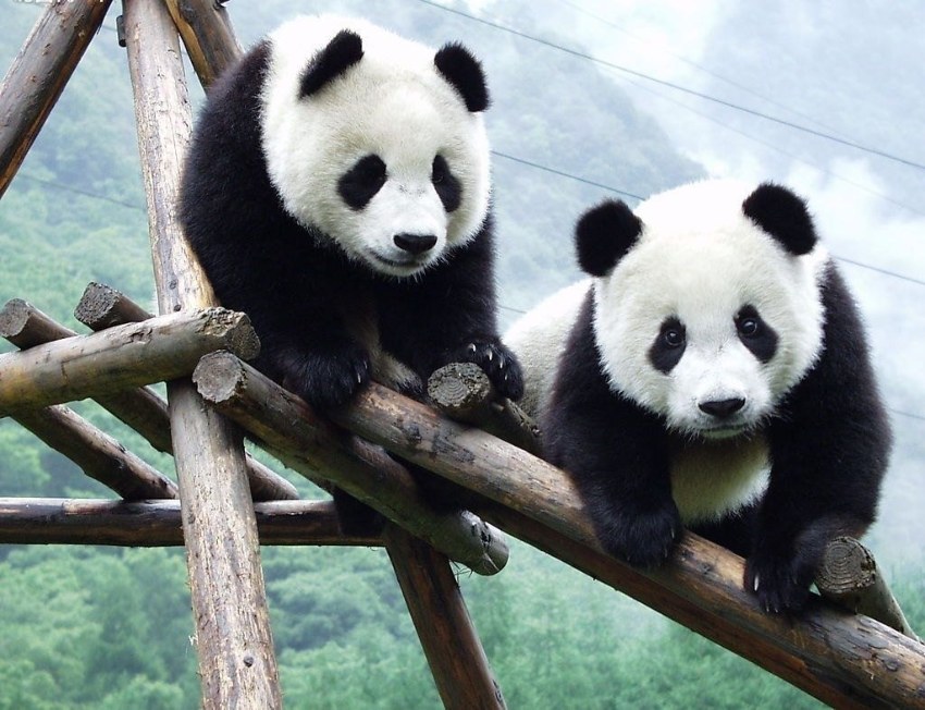 China regalará dos osos pandas a Qatar por el Mundial 