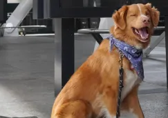 Un protagonista inesperado conquistó uno de los premios más importantes del cine: un perro fue reconocido con un galardón de actuación en una categoría tradicionalmente dominada por humanos. Un protagonista inesperado conquistó uno de los premios más importantes del cine: un perro fue reconocido con un galardón de actuación en una categoría tradicionalmente dominada por humanos.