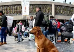 CDMX activa el ‘Perrito Peregrino 2025’: así protegerán a los lomitos de ser abandonados CDMX activa el ‘Perrito Peregrino 2025’: así protegerán a los lomitos de ser abandonados