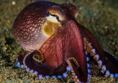 VIDEO: turista juega con pulpo sin saber que era altamente venenoso VIDEO: turista juega con pulpo sin saber que era altamente venenoso