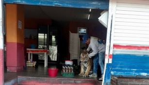 Tigre en taquería de Hidalgo