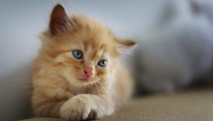 Día Internacional del Gato: ¿Por qué se les conoce como 'michi'?