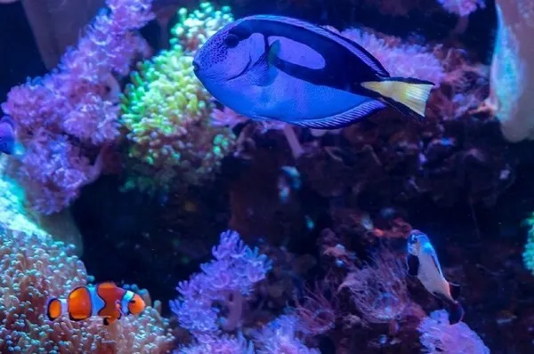 INSTAGRAM @acuariolnbursa Estanque del Acuario Inbursa