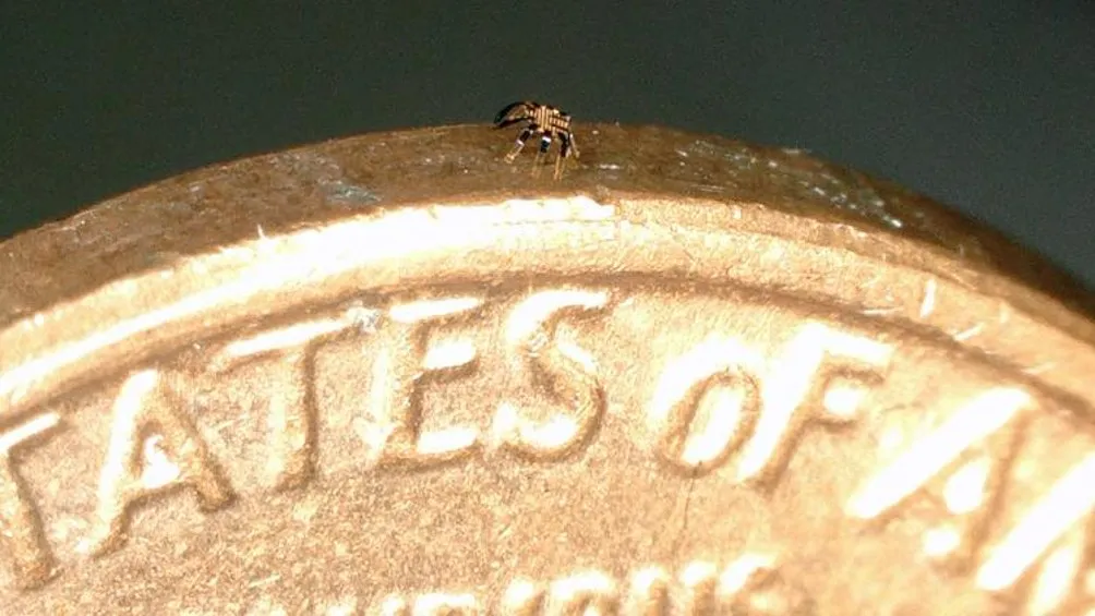 TWITTER | @CNN Universidad de Northwestern creó robot cangrejo