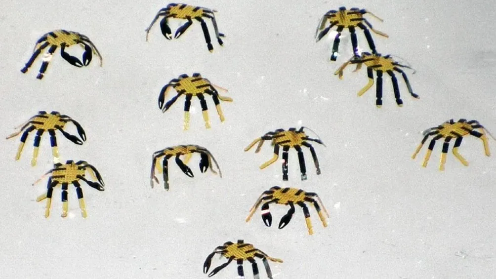 TWITTER | @SENSERECEPTOR Universidad de Northwestern creó robot cangrejo