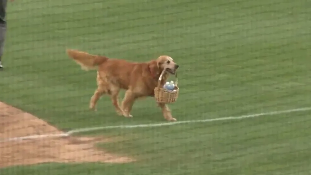 ESPECIAL Capi es de Indiana