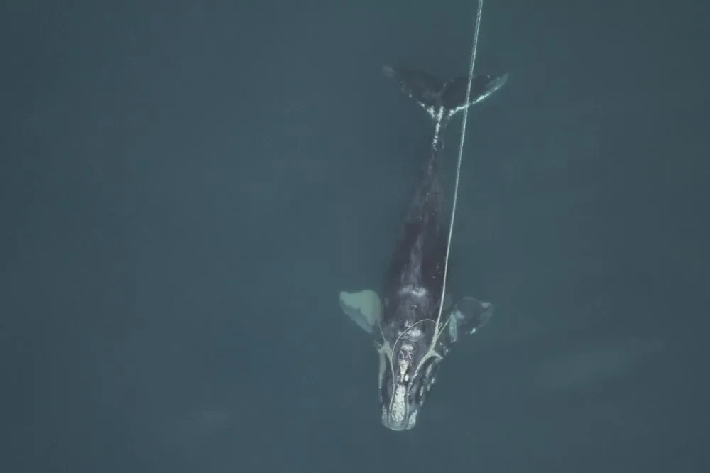 AP Ballena en el Atlántico