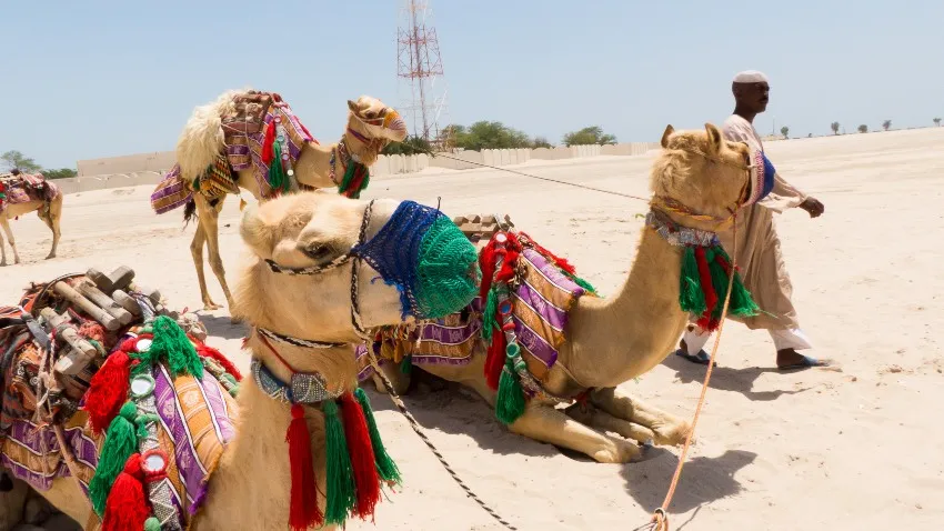ESPECIAL Renta de camellos en Qatar