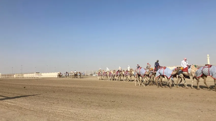ESPECIAL Renta de camellos en Qatar