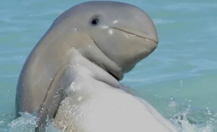 Captan la ‘sonrisa’ de una extraña especie de delfín 