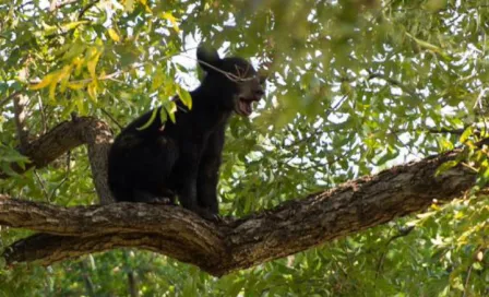 Osos 'invaden' campamento de Tigres