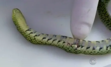 Bebé de un año mata a serpiente a mordidas