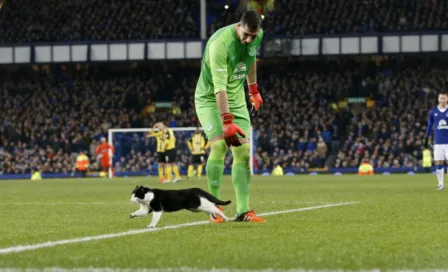 Gato retrasa el partido del Everton