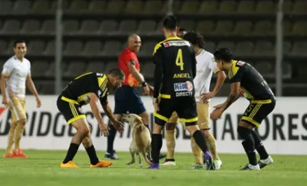 Perro invade el partido entre Táchira y Pumas