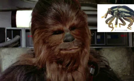 Chewbacca, de Star Wars a nueva espacie de escarabajo