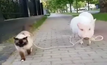 Paseo de un puerco a un gato se vuelve viral