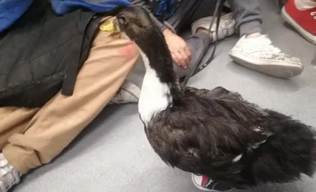 VIDEO: Pato con tenis se pasea en el metro y el Centro de la CDMX