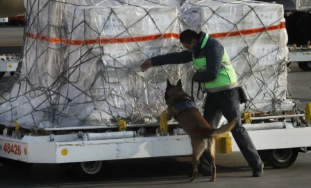 Gran Bretaña intentará usar perros para detectar enfermos de coronavirus