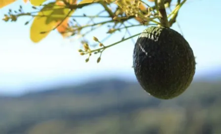 Aguacate michoacano, producto de exportación más limpio en EU