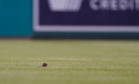 Rata invadió diamante en pleno partido de Mets vs Nationals