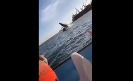 Sinaloa: Ballena saltó sobre embarcación en Topolobampo; cuatro personas heridas