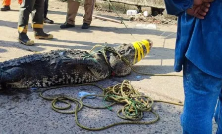 Cocodrilo mató a hombre y deambuló con el cuerpo por la orilla de una laguna en Tamaulipas