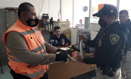 Serpiente es encontrada y rescatada en el Metro de la CDMX