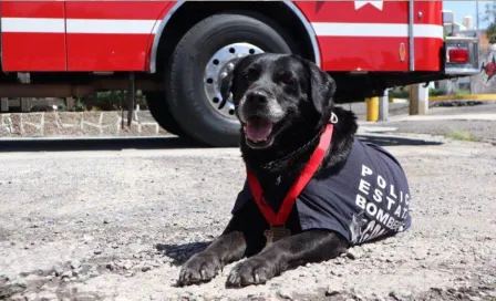 Gobierno de Puebla realiza ceremonia en honor a “Dana”, agente canina rescatista de bomberos