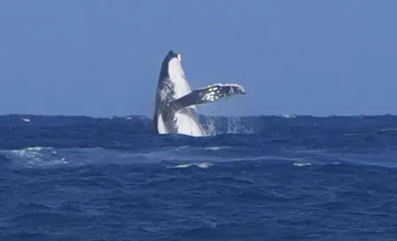 París 2024: Ballena fue vista en Tahití en plena competición de los Juegos Olímpicos