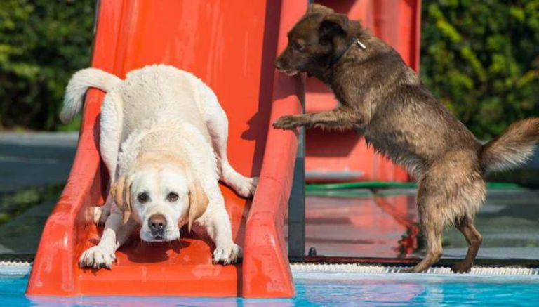 Un par de perros disfrutando del tobogán