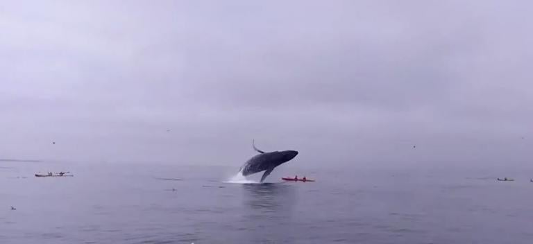 El momento en que la ballena cae sobre los turistas