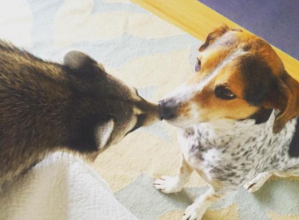 El afamado mapache y su mejor amigo