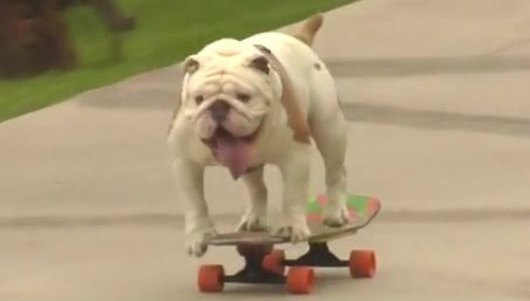 Otto, el bulldog que consiguió un récord Guinness