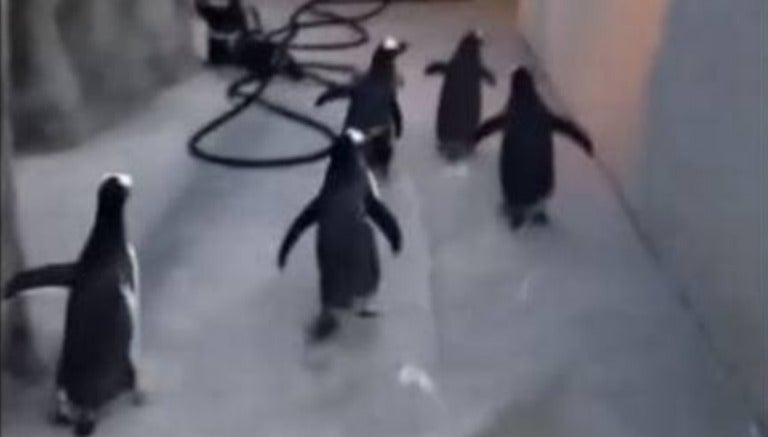 Pingüinos intentando la huida del zoológico