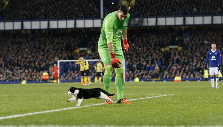 Gato invade la cancha del Goodison Park