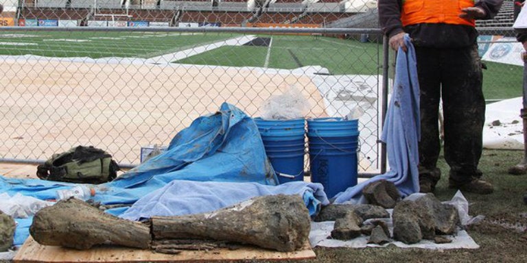 Uno de los huesos hallados en el estadio de Oregon State