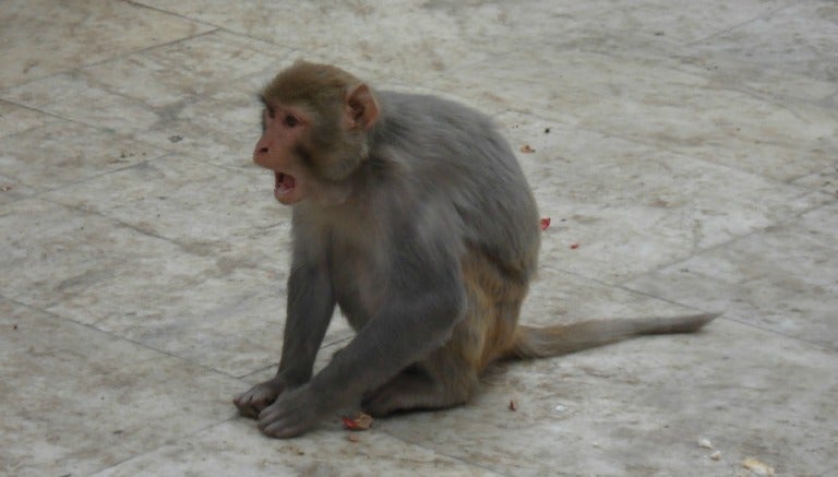 Un macaco durante una festividad en la India