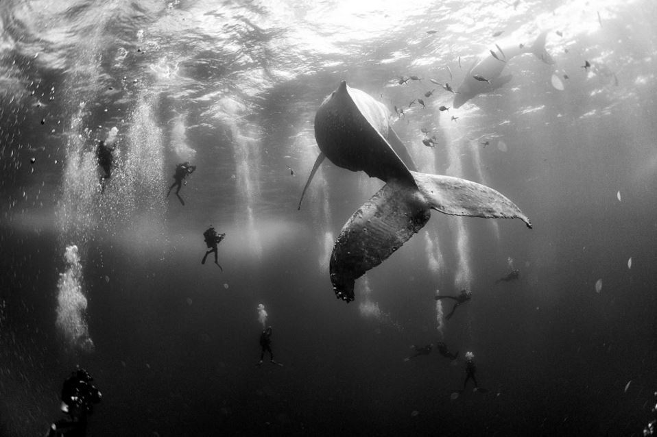 Ballenas que susurran, la foto de Patjane