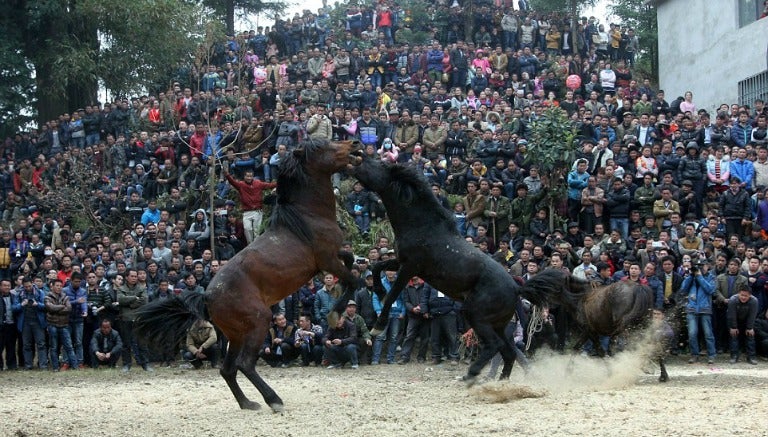 Caballos, durante una pelea en China