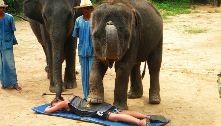 Elefante utiliza técnica para dar masaje a turista