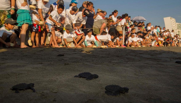 Algunas de las tortugas que fueron liberadas por tenistas