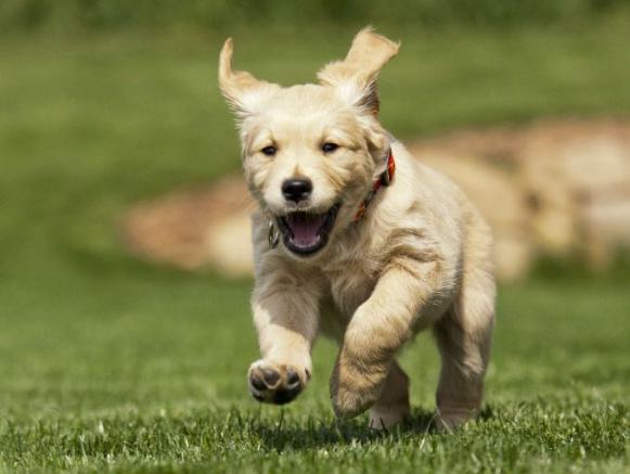 Un perro corre sobre el césped