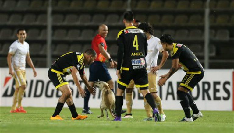 Los futbolistas intentan detener al canino