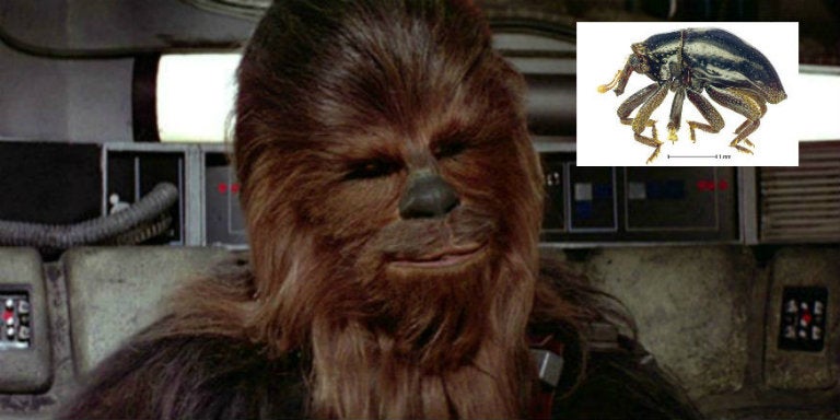 Escarabajo es nombrado como Chewbacca