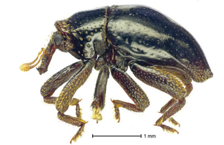 Escarabajo descubierto en Nueva Guinea