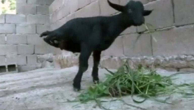 'Cabra fuerte', el apodo del animal que vive en China