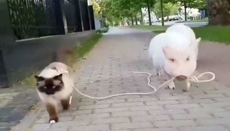 Un puerco sostiene la correa con la que saca a pasear a un gato