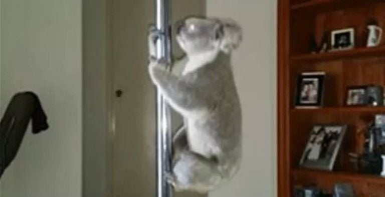 Koala practica 'pole dance' en una casa de Australia