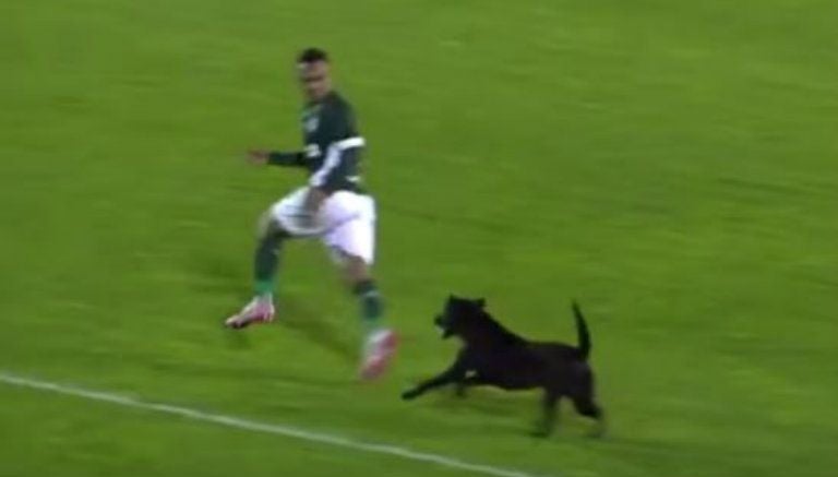 Perro persigue a un jugador en Brasil