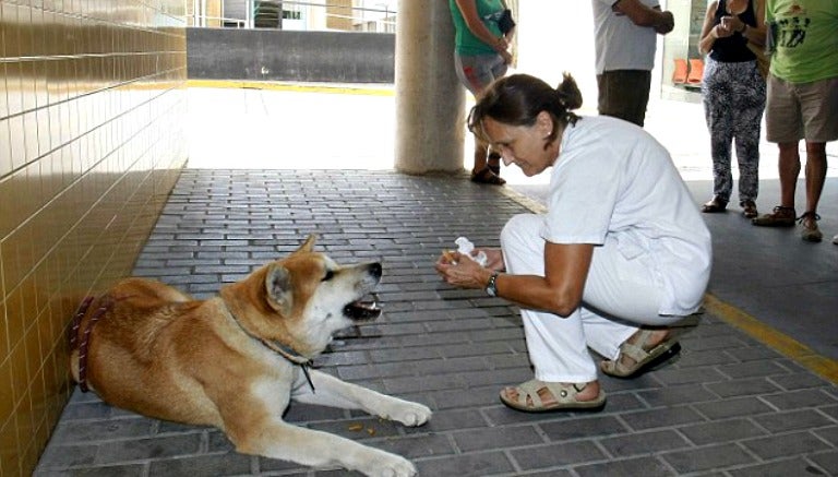 Maya espera a su dueña afuera del hospital